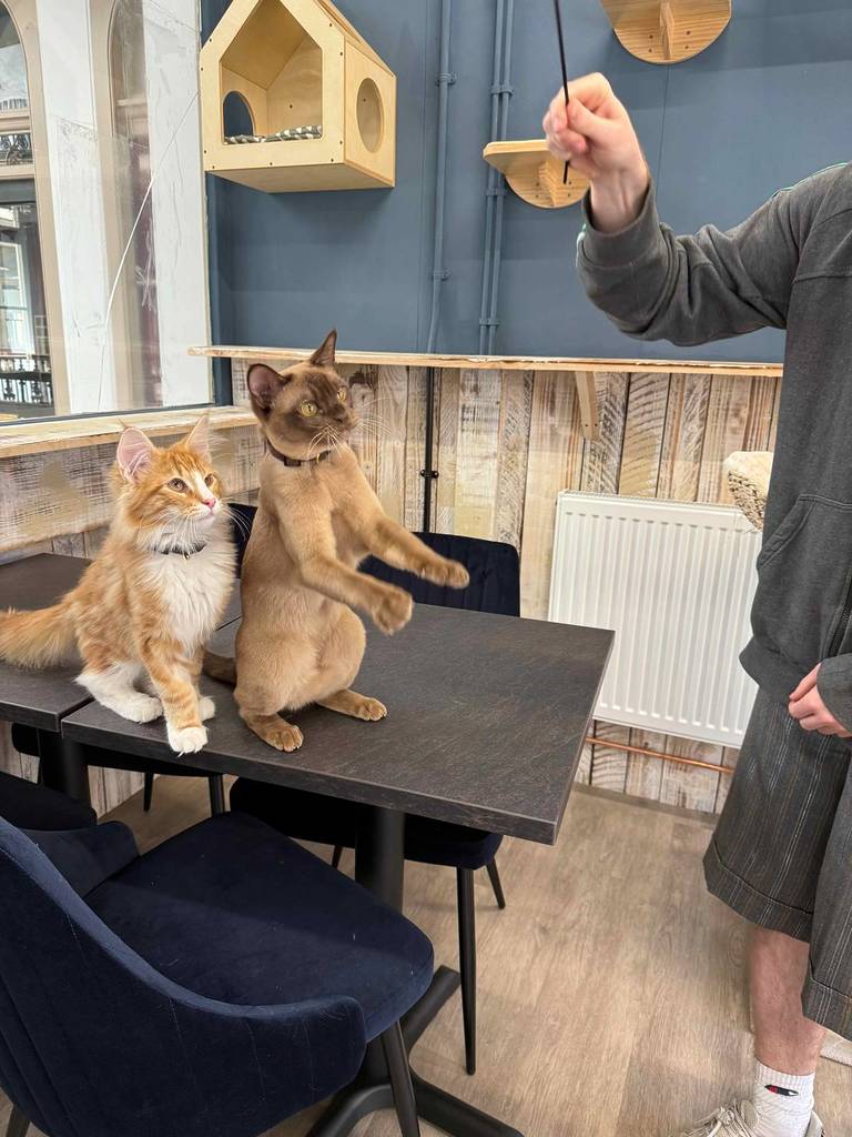 feather wand being held up to two cats