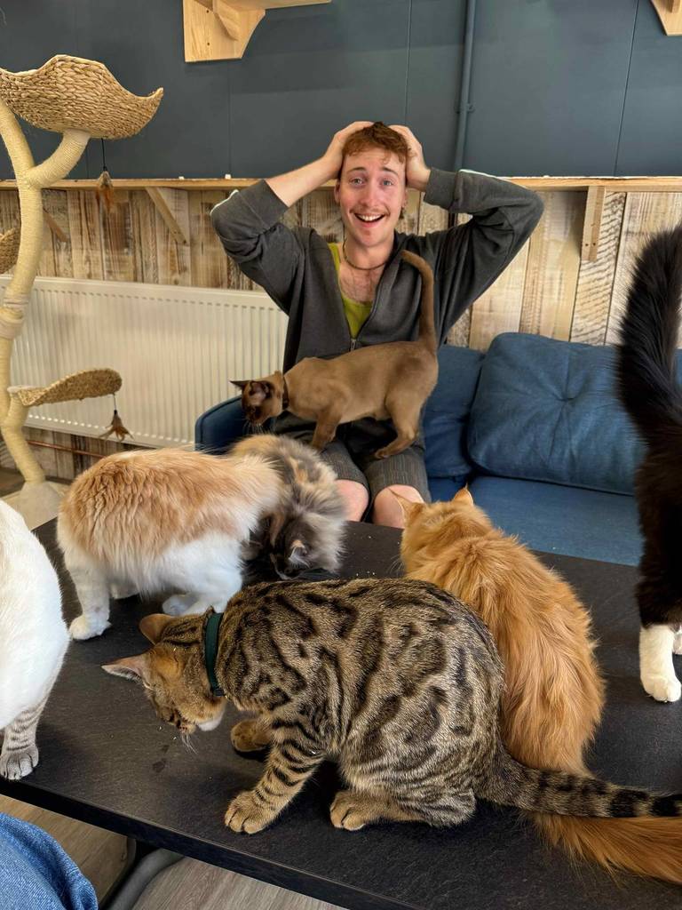 man overwhelmed by all the cats at cat cafe manchester