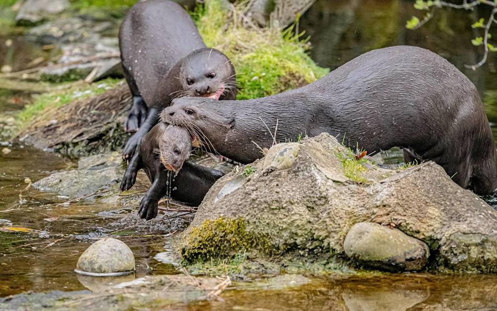 chester zoo baby otters swimming