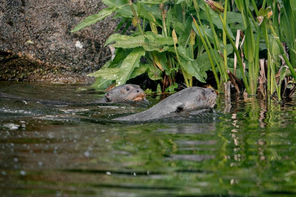 chester zoo baby otters swimming