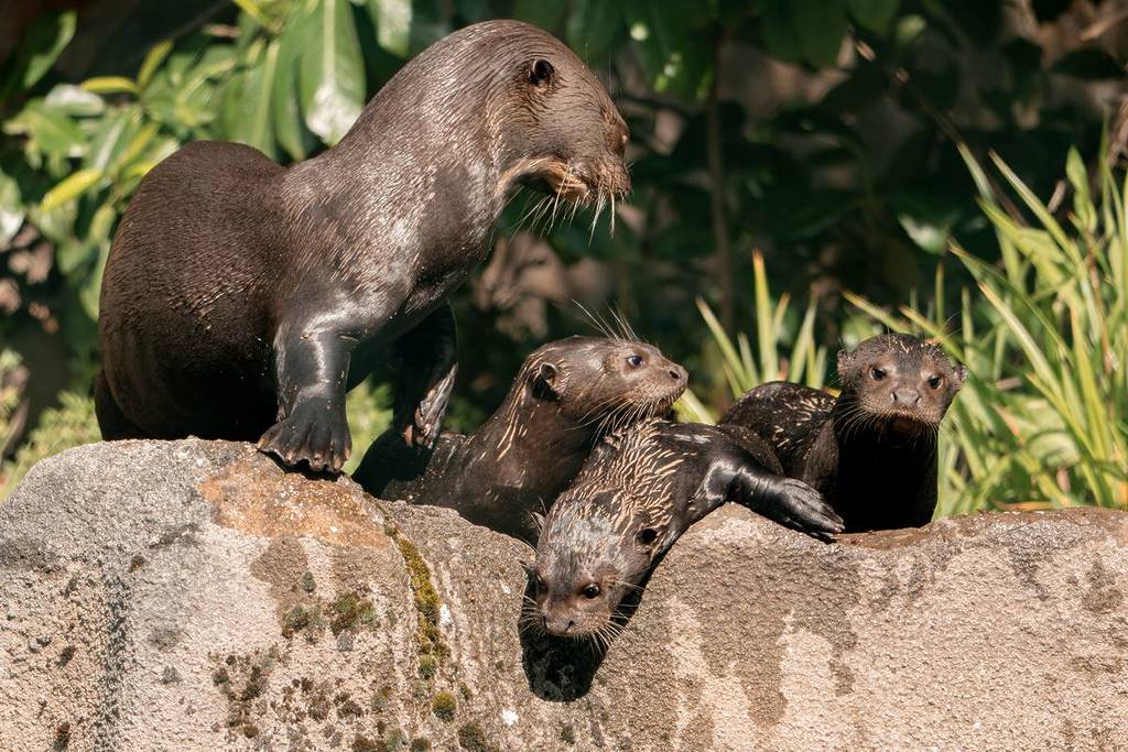 chester zoo baby otters swimming