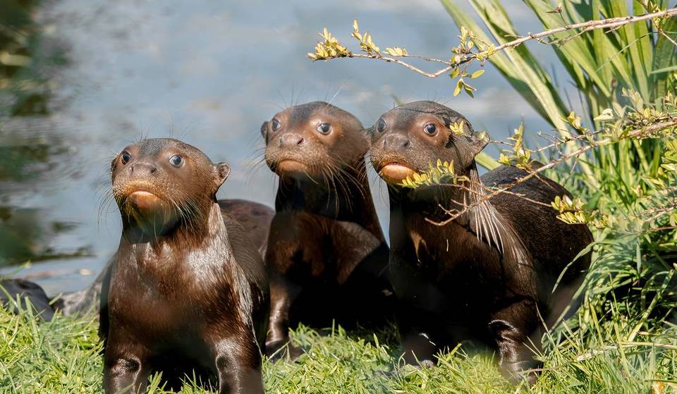 Endangered baby otter triplets learn how to swim at Chester Zoo – here’s the adorable evidence