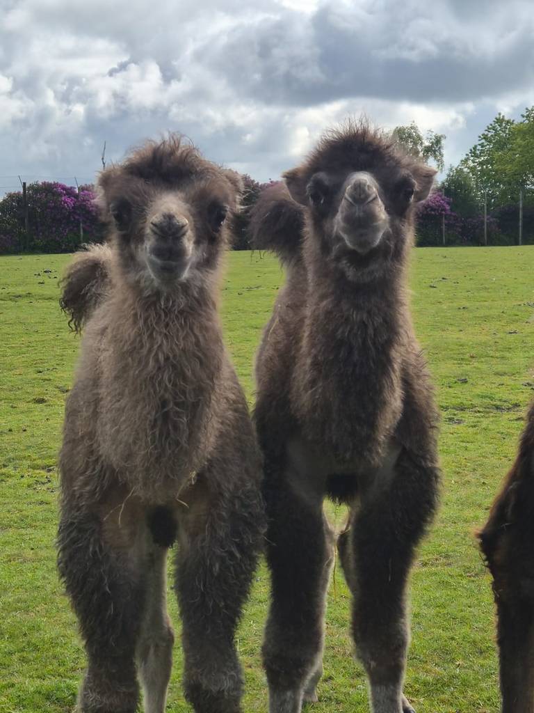camel calves knowsley safari park