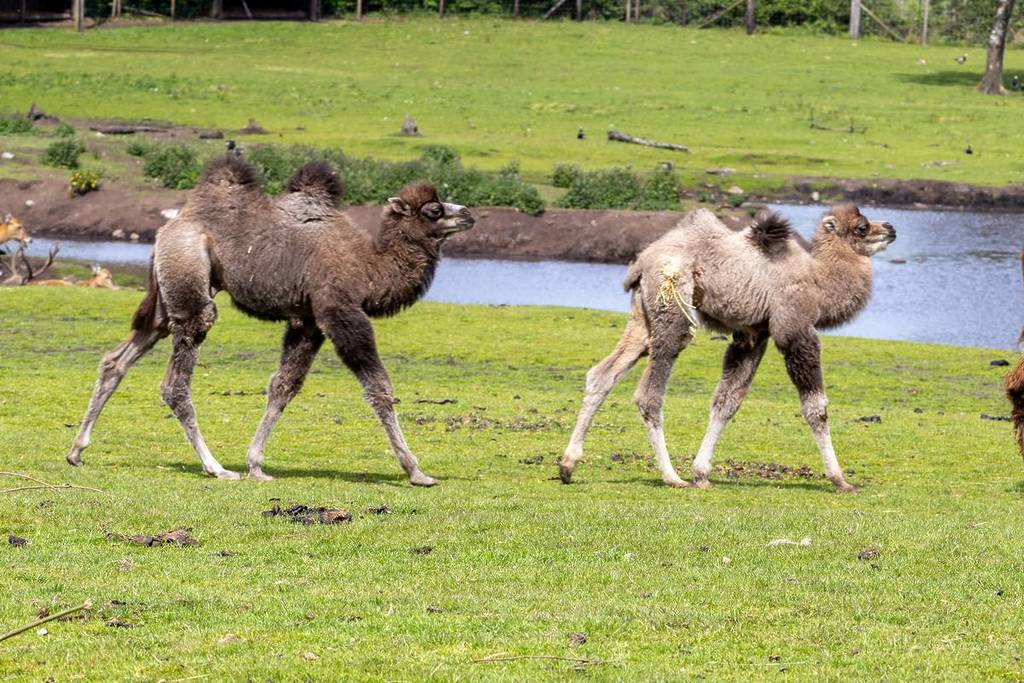 camel calves knowsley safari park