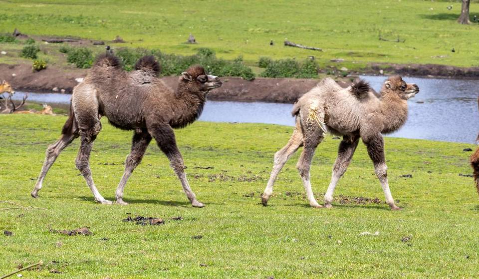 The North West’s most popular safari park has welcomed its first camel calves in almost a decade – and you can spot the new babies on the five-mile drive right now
