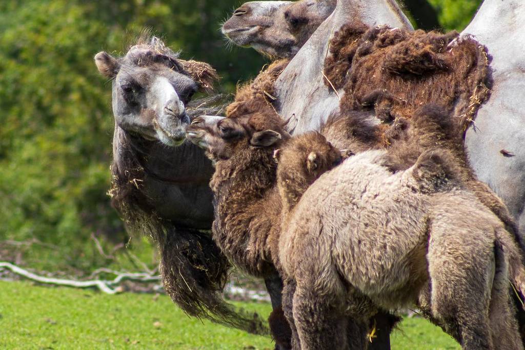 camel calves knowsley safari park