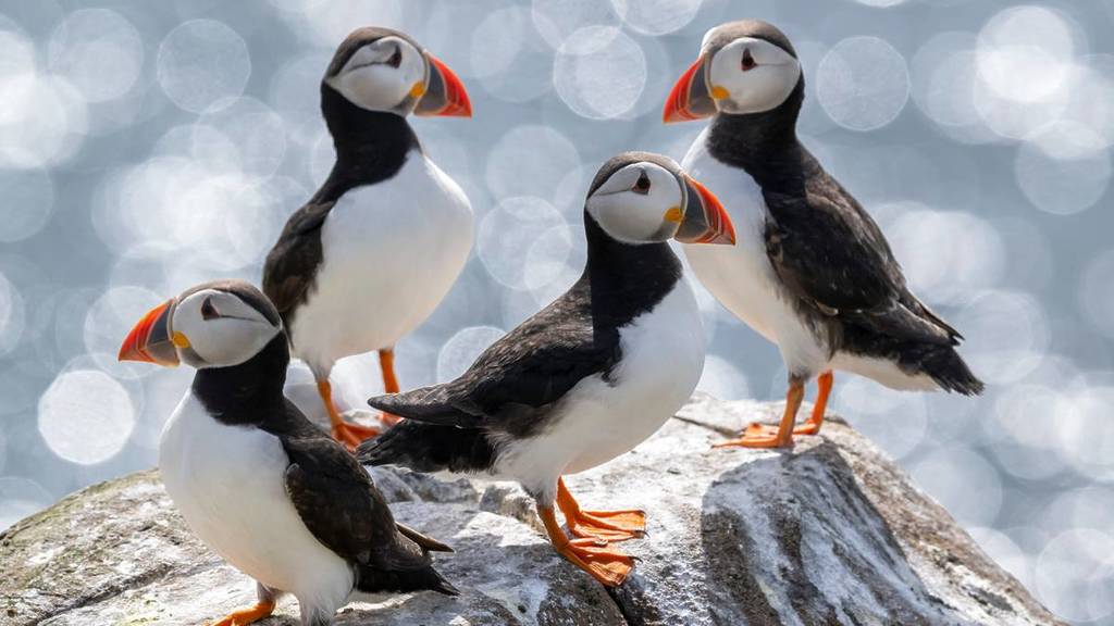 national trust puffin cam farne islands manchester