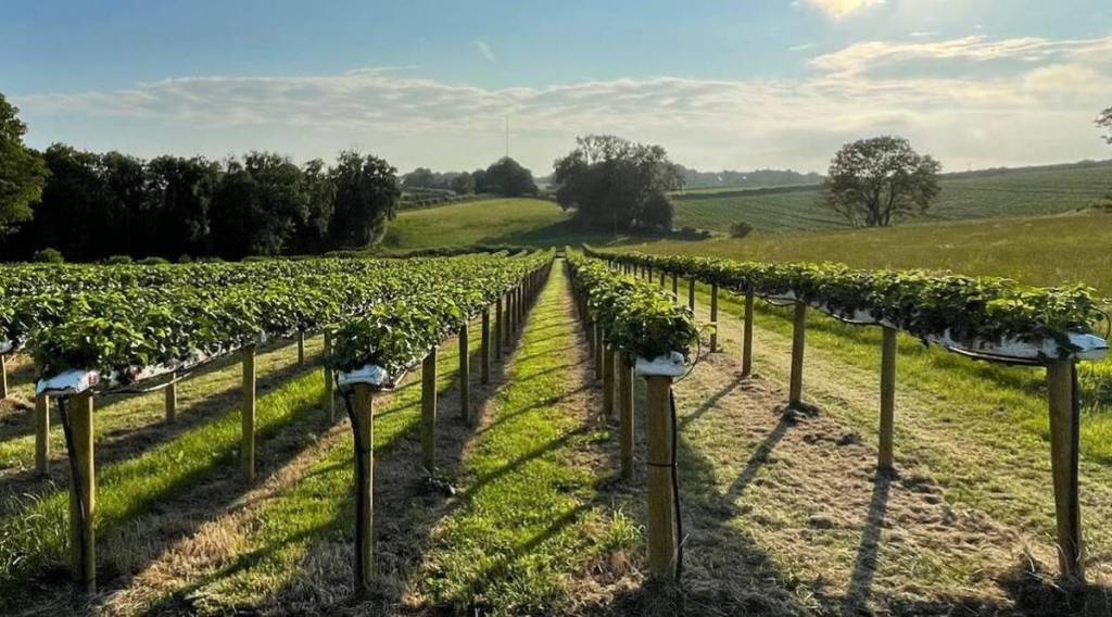 mersey vale fruit picking