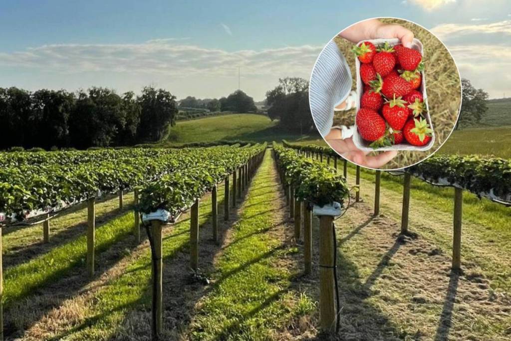 fruit picking summer manchester