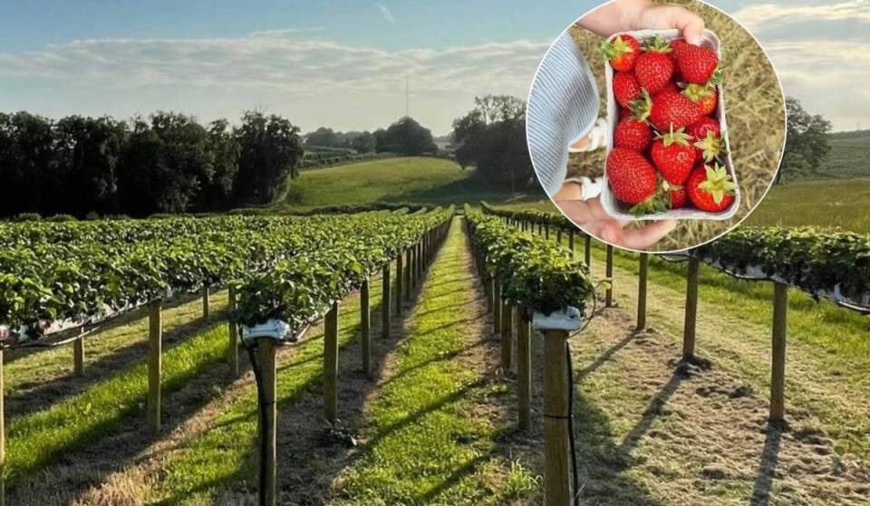 Here’s where you can pick your own fresh fruit this summer in and around Manchester, including strawberries, raspberries &amp; blackcurrants