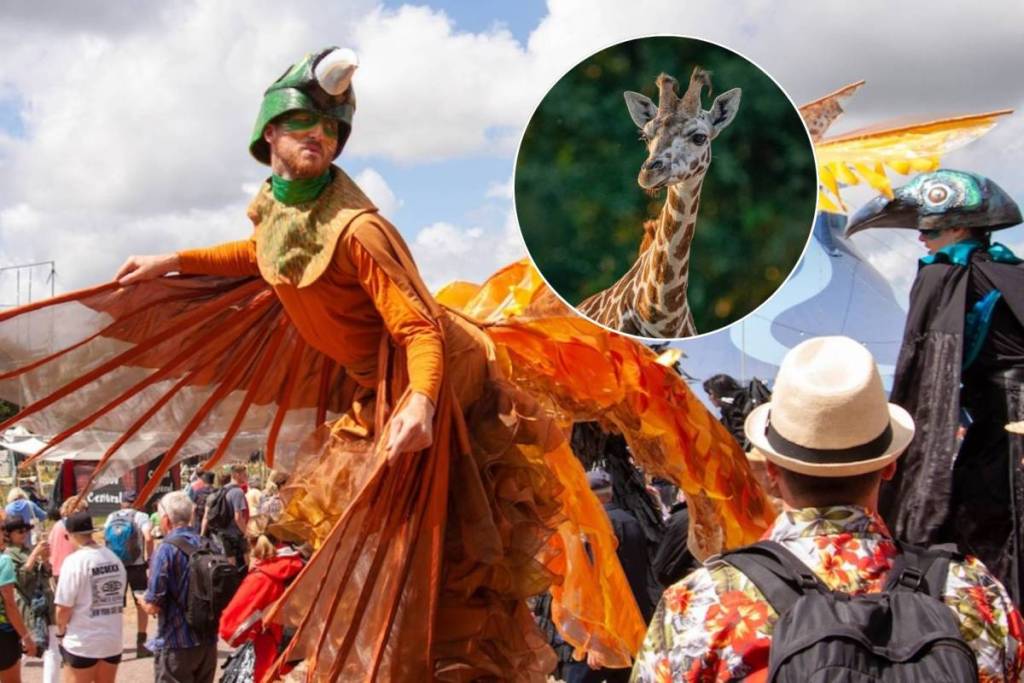 chester zoo afterglow event near manchester giraffe parrot puppet