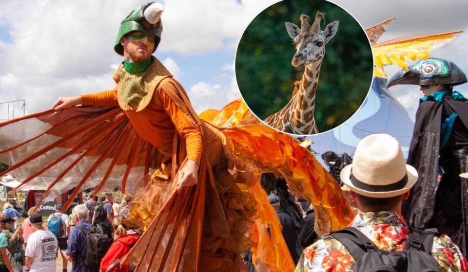 The UK’s most visited zoo near Manchester is transforming into a sprawling evening festival this summer where you can spot giraffes, elephants &amp; tigers after hours – and it’s now included with standard admission
