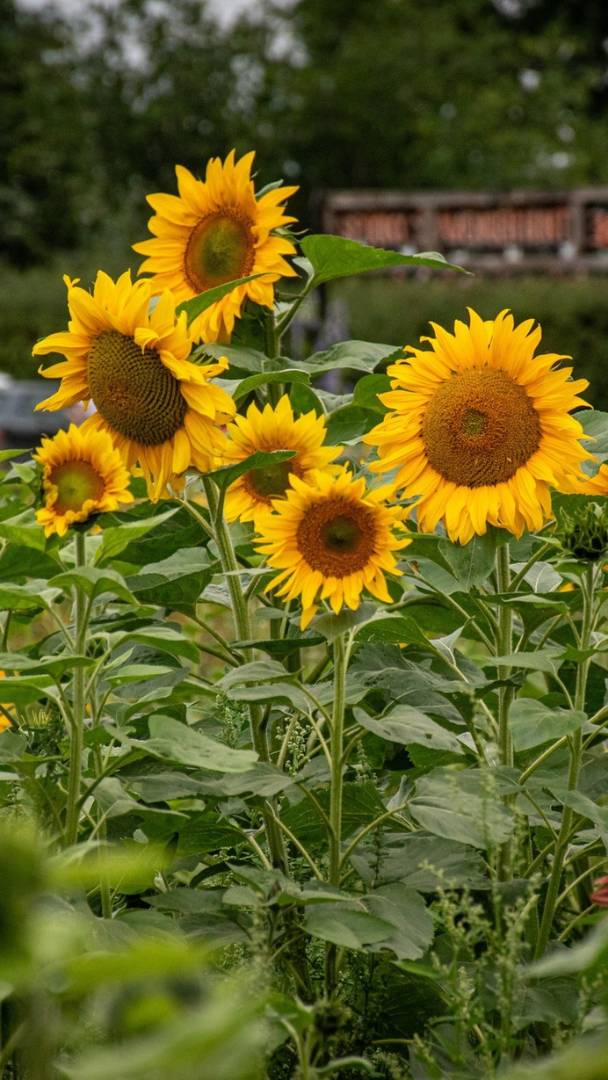 Tucked away near Greater Manchester, this sprawling sunflower field is opening its gates this month with endless golden trails in full bloom - and it's now included in general admission