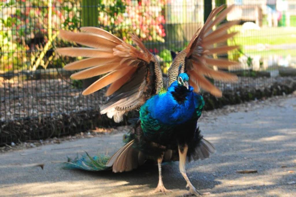 walton hall gardens peacock childrens zoo