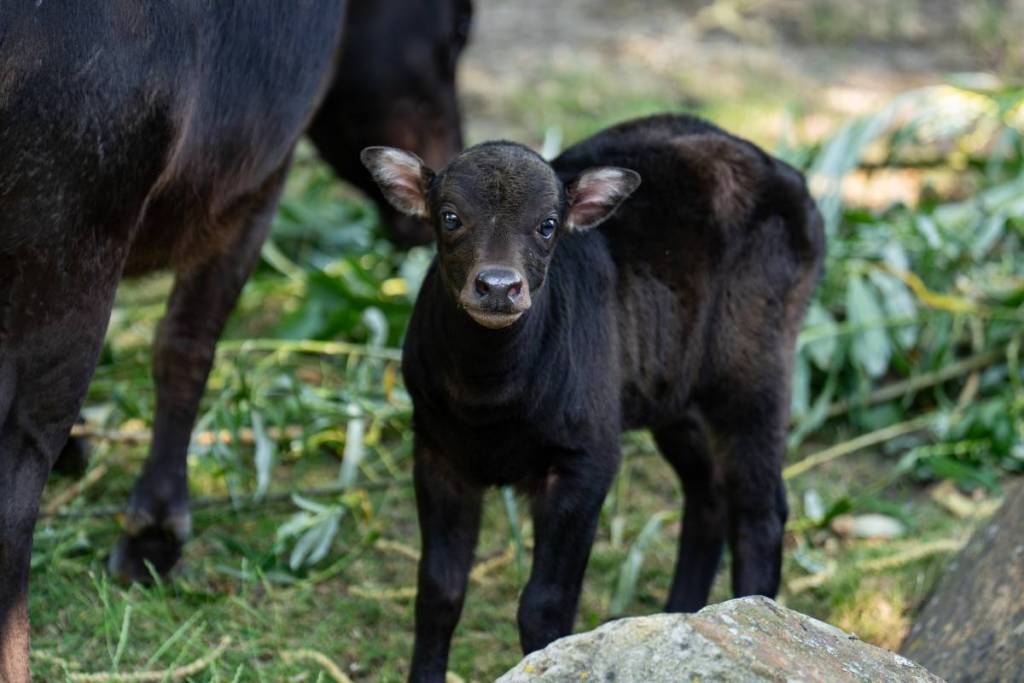female anoa calf next mother at chester zoo