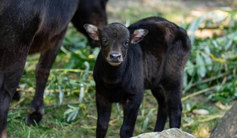 Weighing just 7kg and standing 50cm tall, Chester Zoo welcomes the world’s smallest buffalo species as rare newborn takes her first steps
