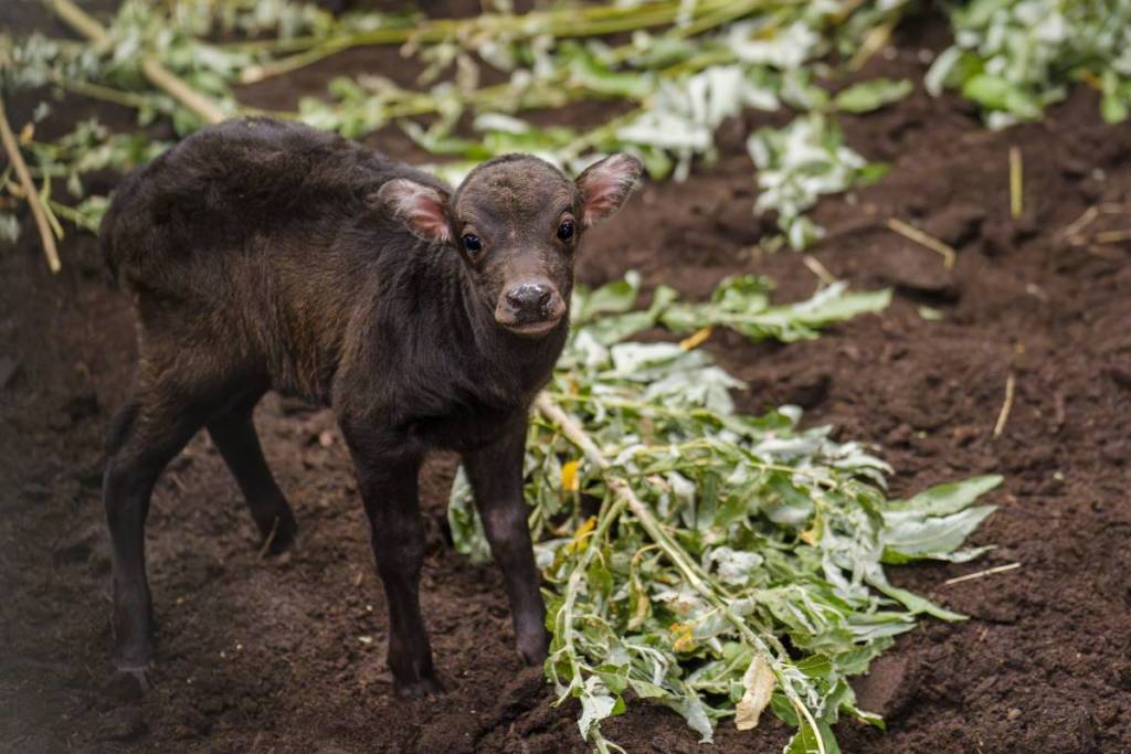 baby anoa buffalo next to leaves 