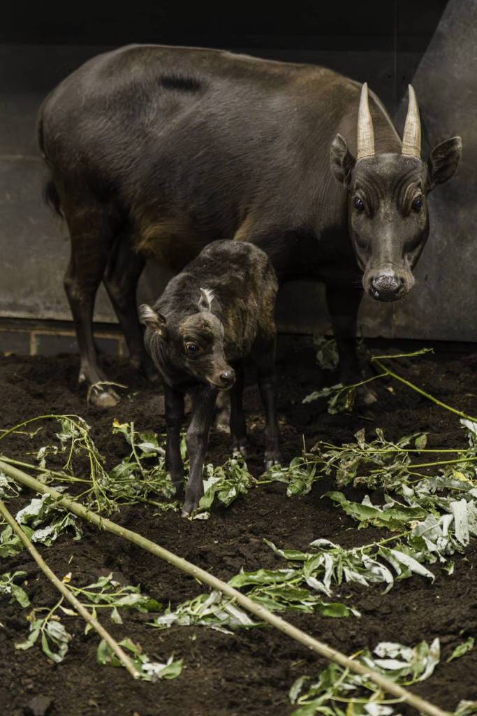 A rare anoa calf just three days after being born at Chester Zoo next to mum Darcy