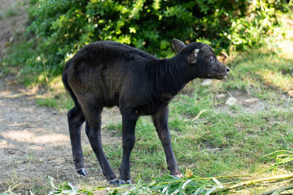 At just two weeks old, the female anoa calf has stepped outside of her den for the very first time