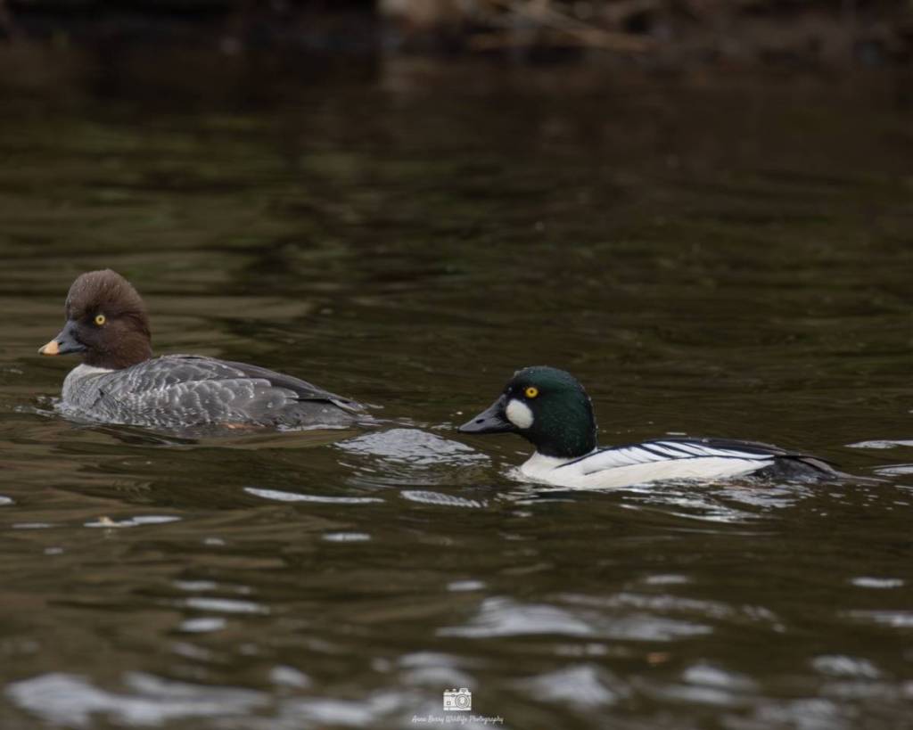 goldeneye ducks salford peel park 180 years