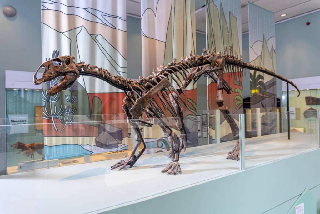 tenotosaurus dinosaur manchester museum