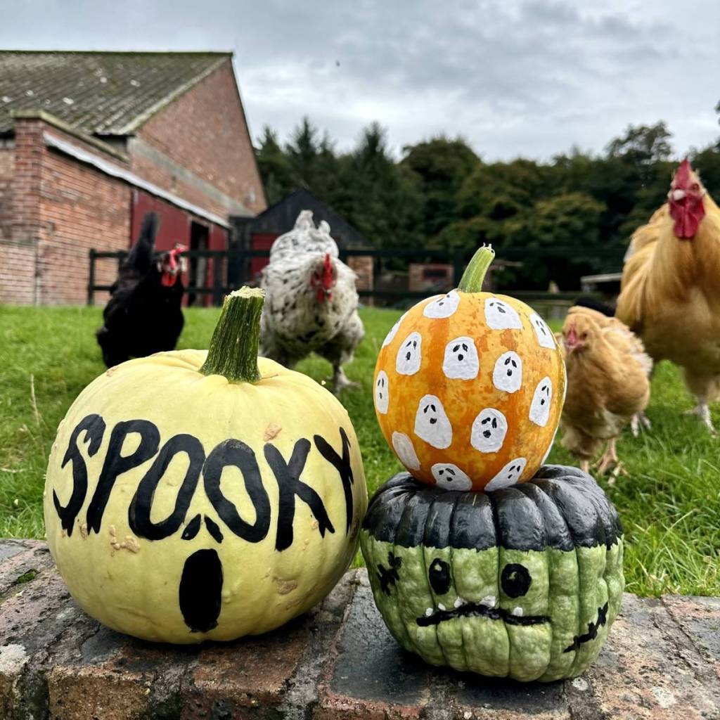 tatton park pumpkin patch halloween