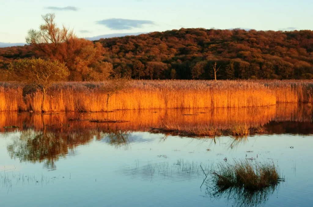 arnside and silverdale national landscape leaf peeping autumn leaves