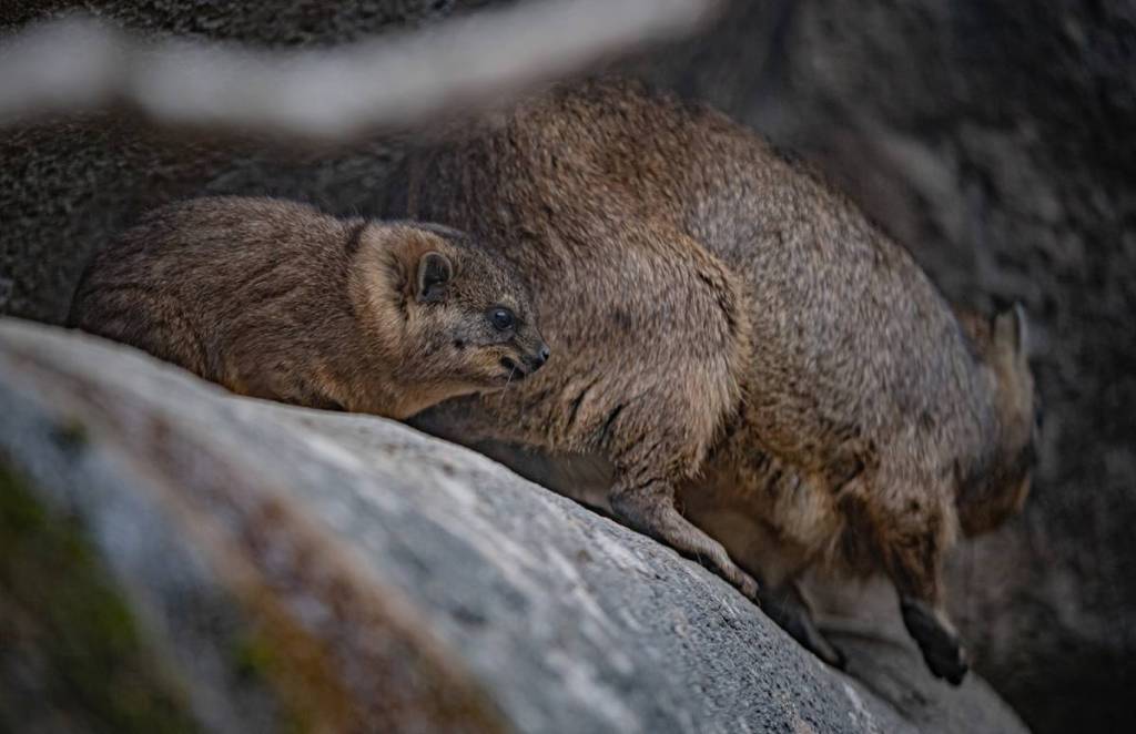 hyrax pups chester zoo chaos potatoes