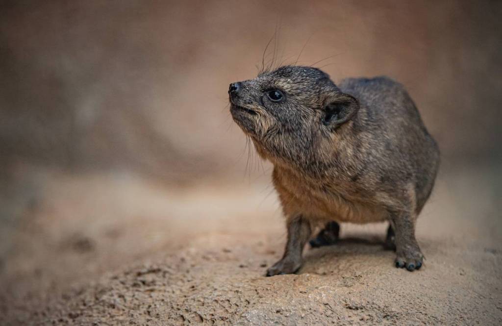 hyrax chester zoo chaos potatoes