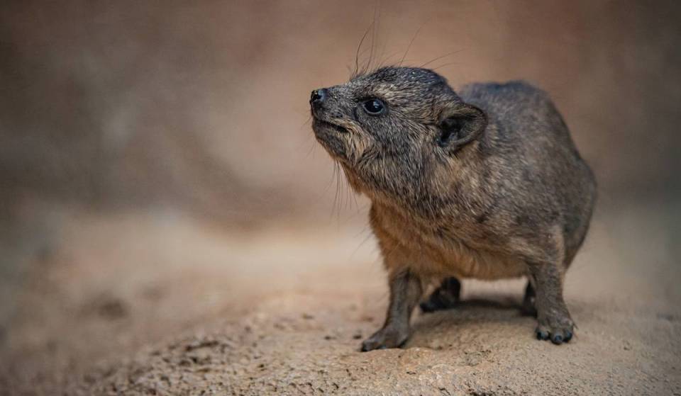 Chester Zoo welcomes three tiny, potato-shaped hyrax pups weighing just 350g that are surprisingly related to elephants