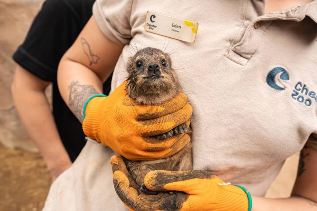hyrax pups chester zoo chaos potatoes