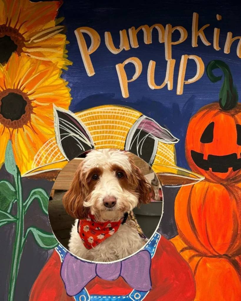 summerseat garden centre pumpkin pup 