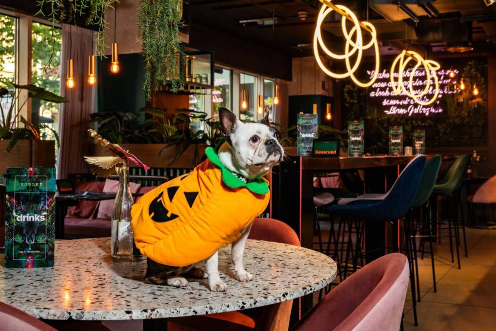 motley halloween dog show