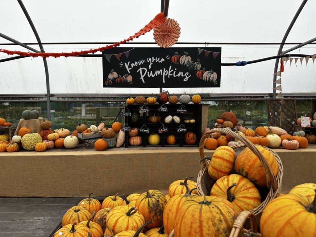 kenyon hall farm pumpkins shop