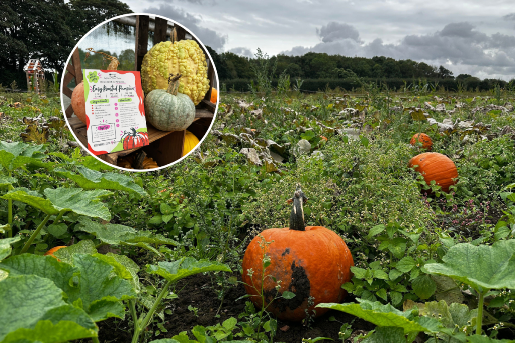 kenyon hall farm pumpkins