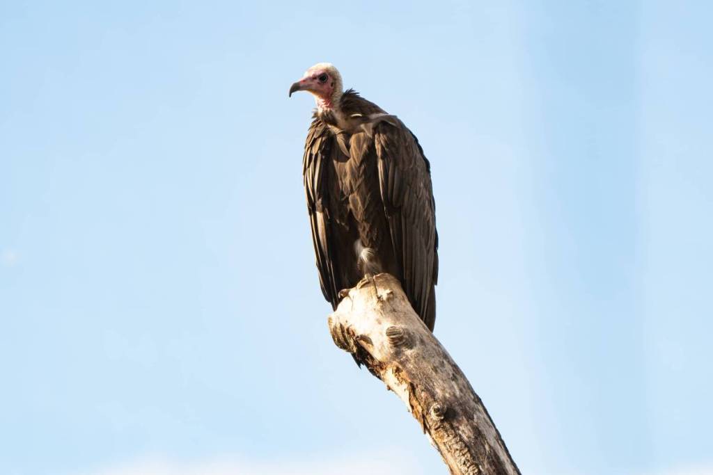 chester zoo hooded vultures endangered traitors