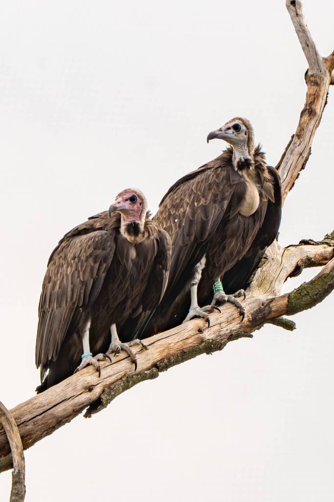 chester zoo hooded vultures endangered traitors