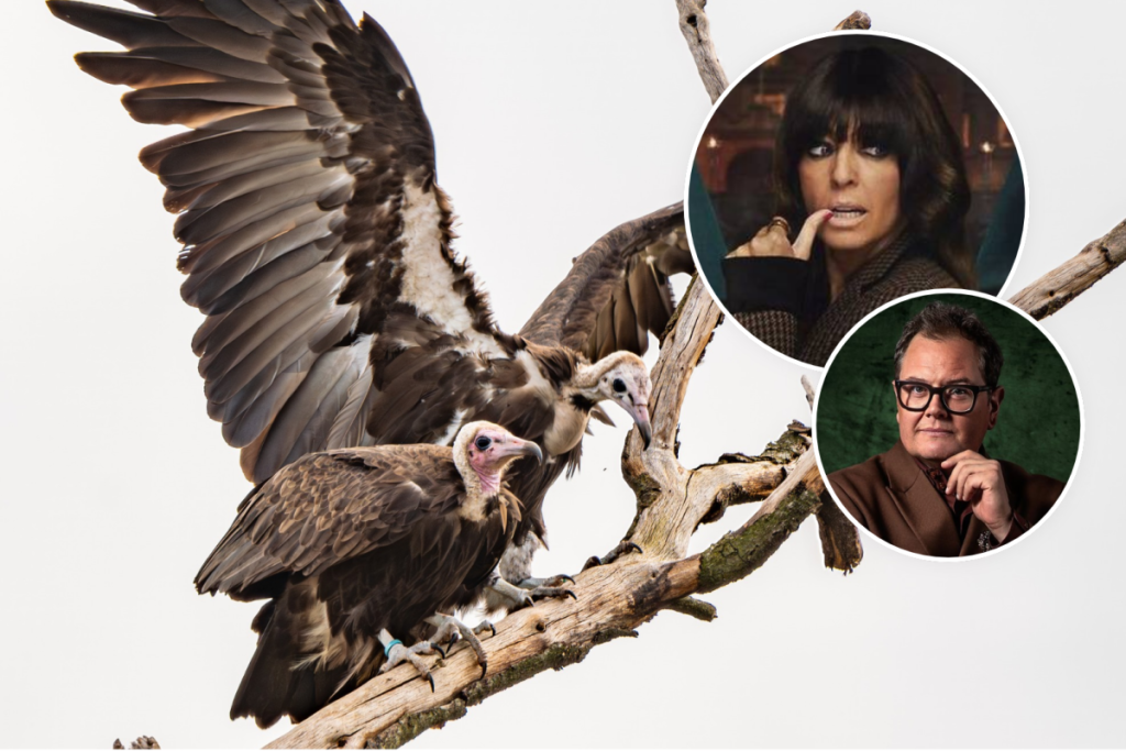 chester zoo hooded vultures endangered traitors claudia alan