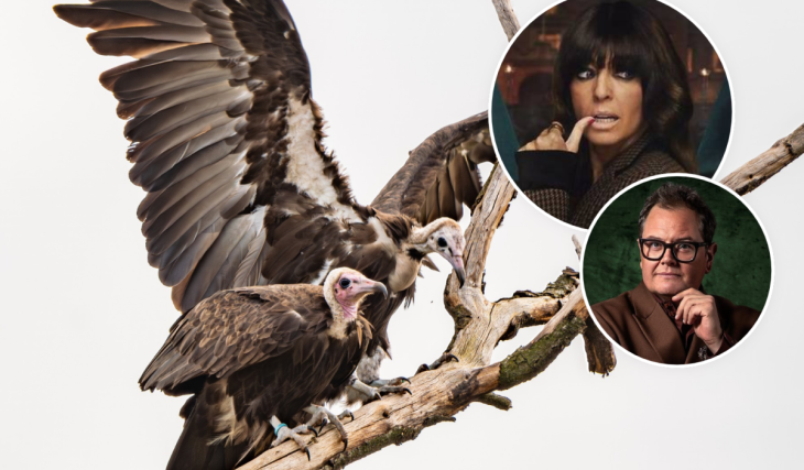 Chester Zoo has welcomed its first-ever breeding pair of critically endangered hooded vultures, named after two iconic ‘Traitors’ stars