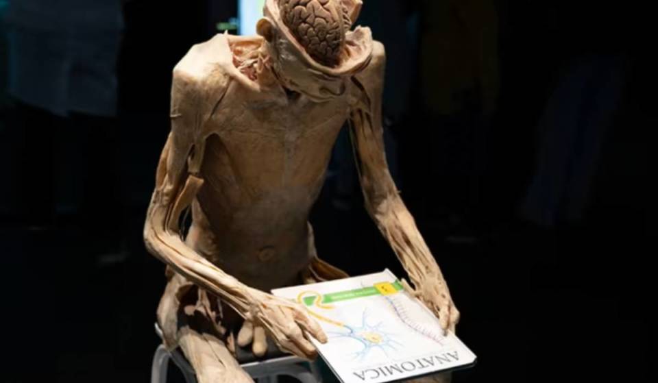 “Bodies Evolution” abre sus puertas en Antofagasta. No te pierdas esta increíble exposición que ha dado la vuelta al mundo