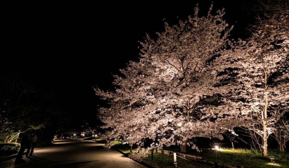 桜のライトアップも！夜の京都府立植物園で「LIGHT CYCLES KYOTO」開催中