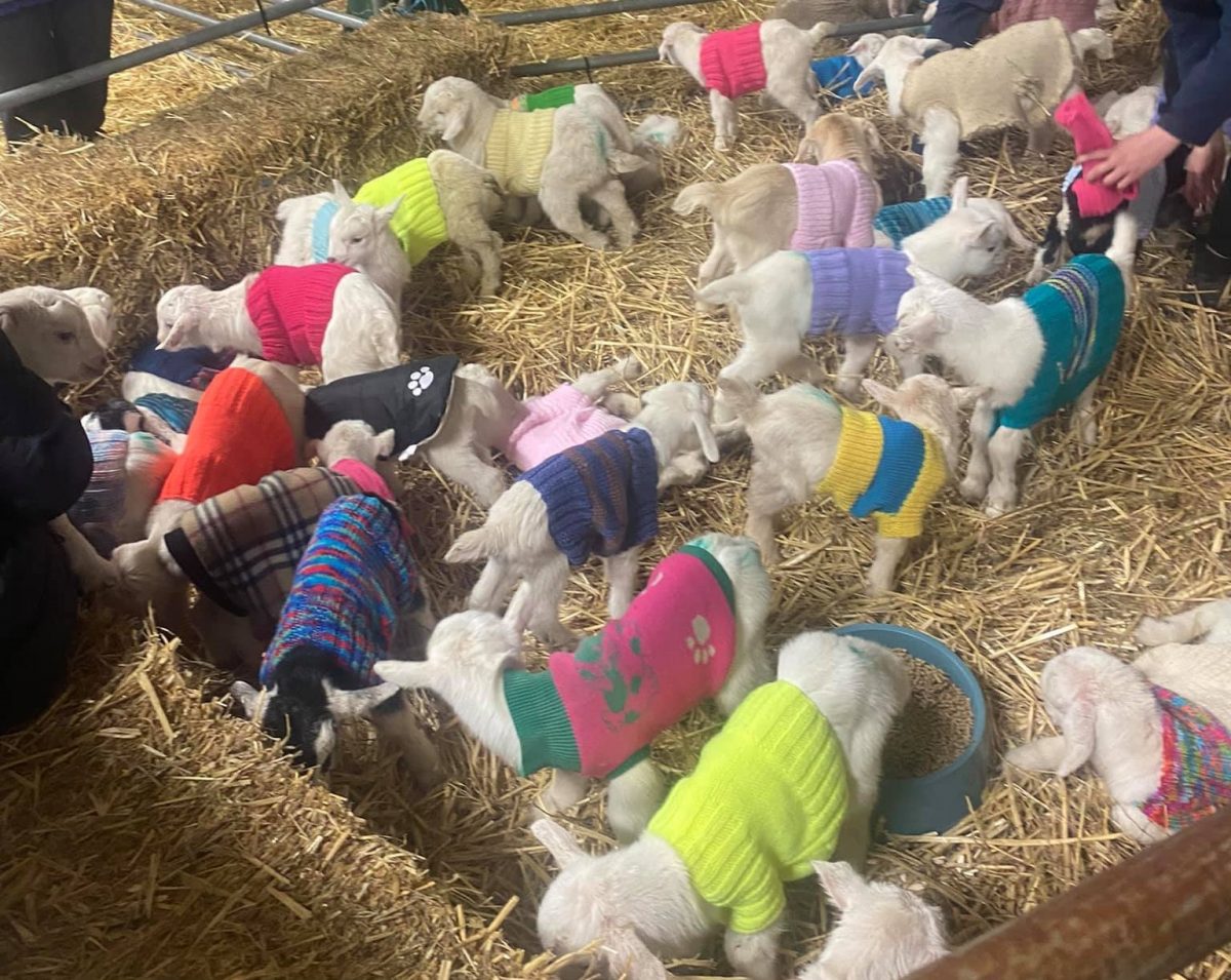 Adopt Adorable Goats In Coats From Matty's Sanctuary Near Bendigo
