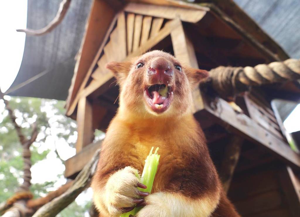 a tree kangaroo chewing a celery stick at Healesville Sanctuary