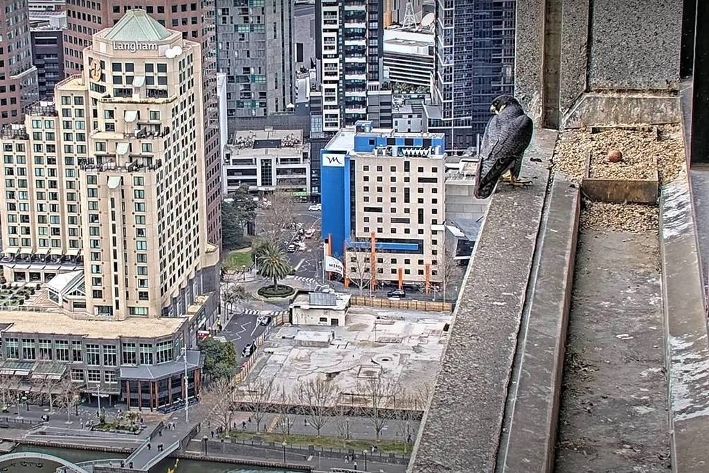 one of the peregrine falcons of 367 Collins perched on the ledge with one egg in the nest