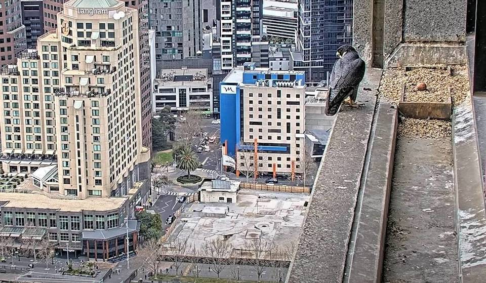 The Peregrine Falcons Are Back On 367 Collins