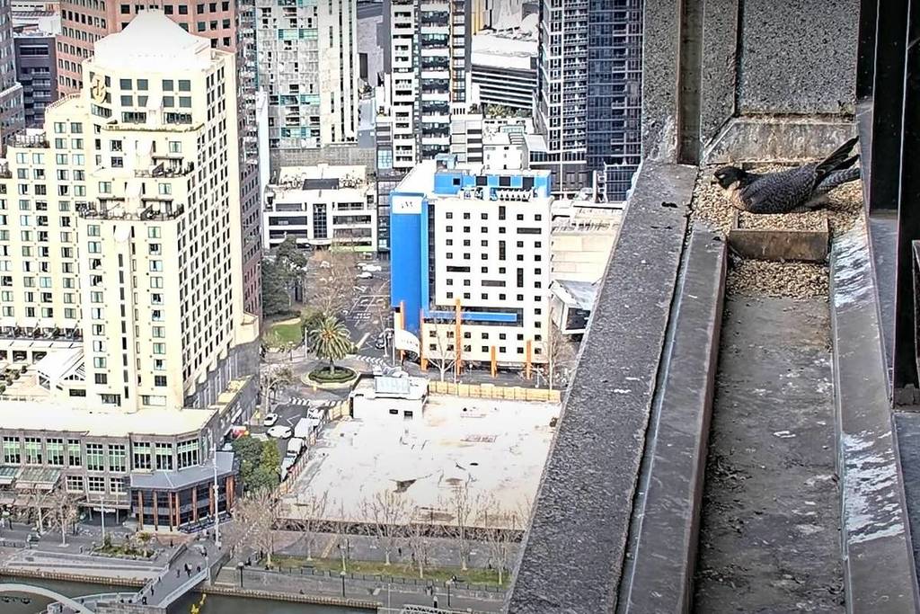 one of the peregrine falcons sitting on an egg in their nest looking out over Melbourne