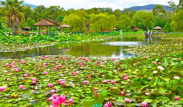 Immerse Yourself In The Beauty Of A Monet Painting At Blue Lotus Water Garden
