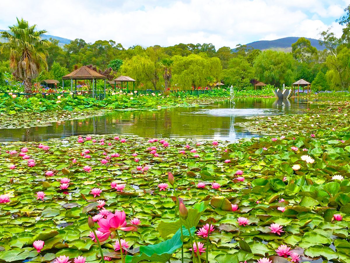 Blue Lotus Water Garden Admission Ticket 2023 Melbourne 43 OFF