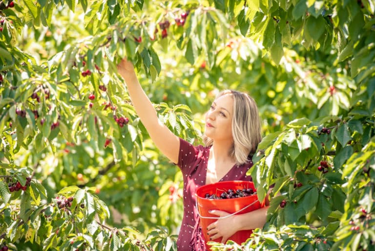 Cherry Picking Festival At CherryHill Orchards Secret Melbourne