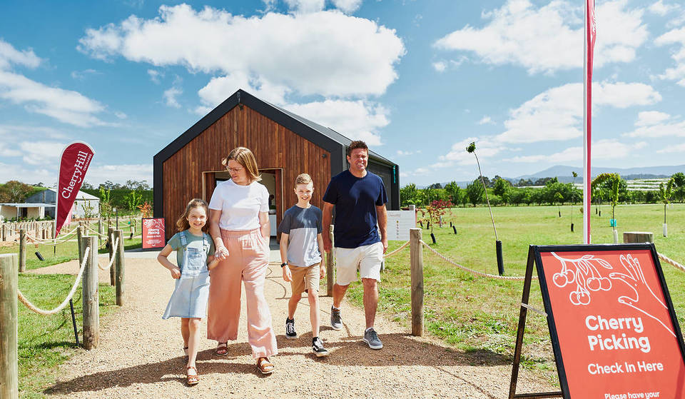 A Cherry Picking Festival Is Coming To Two Lovely Orchards In The Yarra Valley